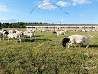 كبش, Dorper sheep — الصورة 2