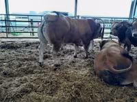Бух, Partenaise cattle — 3 зураг
