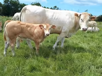ثور, Blonde d’Aquitane cattle — الصورة 3