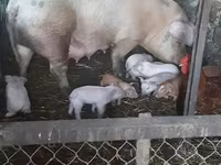 公猪, Pigs — 照片 3