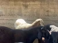 كبش, Arashan sheep — الصورة 5
