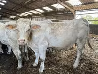Үнээ, Charolais cattle — 2 зураг