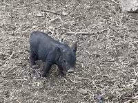 Boar, Вьетнамская вислобрюхая — photo 5