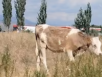 Үнээ, Red Estonian cattle — 1 зураг