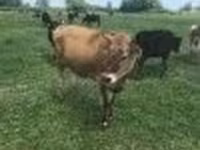 Vaca, Raza Holstein — foto 5