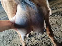 Cabro, Nubian Goat — foto 3