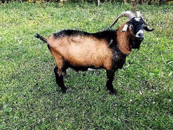 Cabro, Czech Brown Shorthaired goats — Rusia
