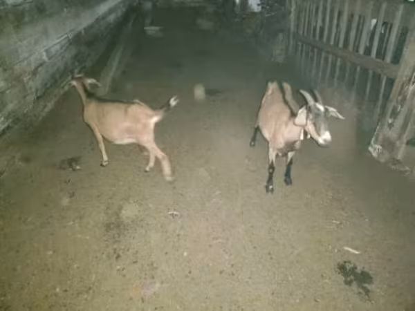 Cabra, Cabras