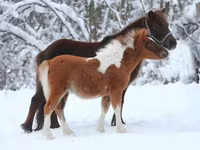 Caballo, American shetland pony — foto 6