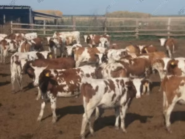 Үнээ, Simmental cattle