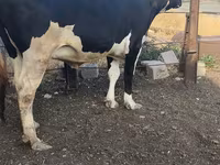 بقرة, Russian Black pied cattle — الصورة 8