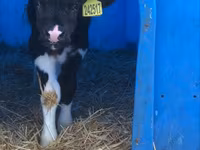 Bull, Holstein breed — photo 3