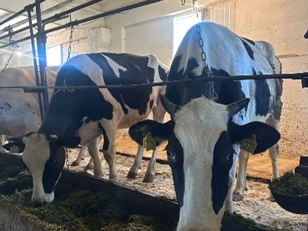 Vaca, Raza Holstein — Rusia