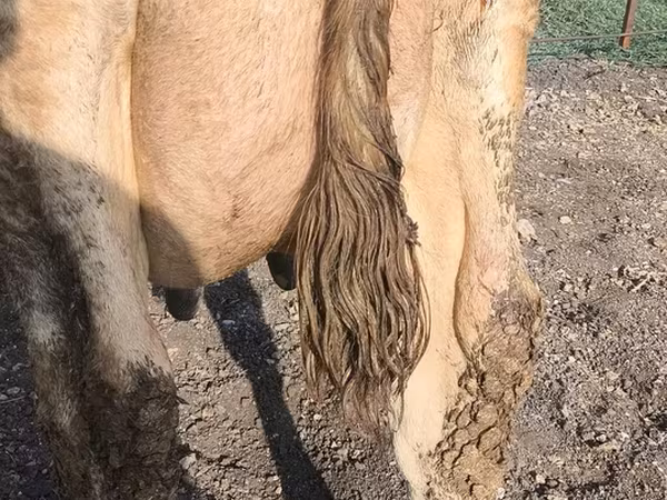 Cow, Swiss cattle