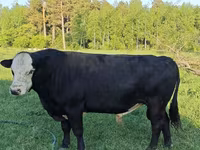 Toro, Ganado vacuno — foto 4