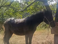 Адуу, French Trotter — 3 зураг
