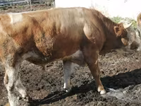 Toro, Ganado vacuno — foto 6