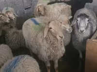 Oveja, Tian-Shan semifinewool sheep — foto 1