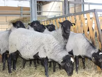 मेढ़ा, Precoce sheep — फ़ोटो 5
