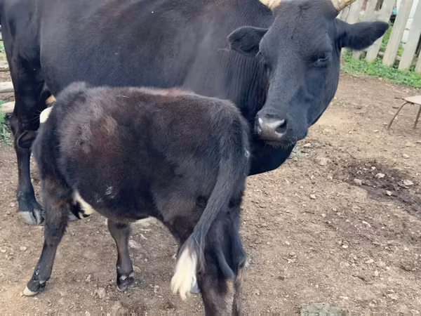 Cow, Cattle
