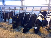 Bulle, Holstein-Rasse — Foto 1