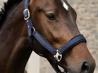 Hengst, Karachay horse — Foto 2