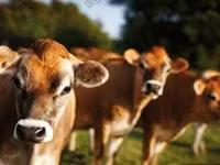 Bulle, Holstein-Rasse — Foto 6