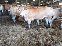 母牛, Cast cow — 照片 6