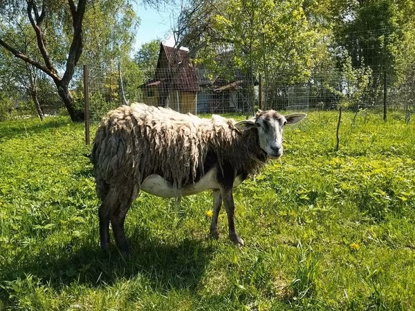 عنزة, Kejobong goat