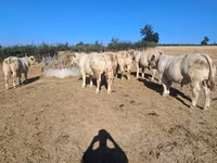Toro, Raza de vaca — foto 1