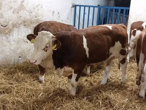 सांड, Simmental cattle
