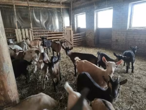 Goat, Goats — Russia