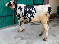 Kuh, Holstein-Rasse — Foto 3