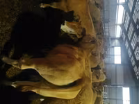 Vaca, Aubrac cattle — foto 1