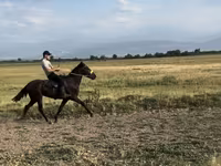 Адуу, French Trotter — 3 зураг