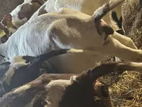 公牛, Simmental cattle — 照片 5