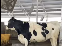 Vaca, Raza Holstein — foto 4