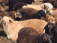 كبش, Katum sheep — الصورة 6