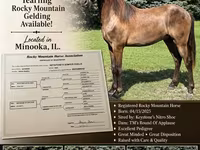 公马, Rocky Mountain Horse — 照片 1