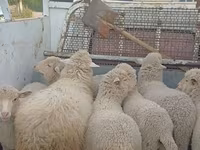 Oveja, Merino sheep — foto 4