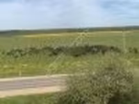 Vaca, Raza Holstein — foto 6