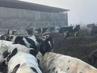 सांड, गोलस्टीन नस्ल — फ़ोटो 1
