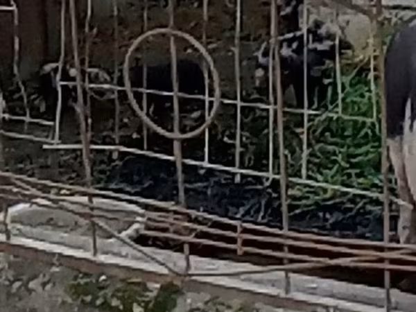 Boar, Pigs