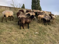 Oveja, Ovejas — foto 5