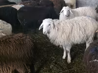 Oveja, Tian-Shan semifinewool sheep — foto 1