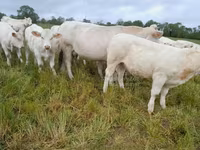 بقرة, Charolais cattle — الصورة 6