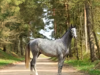 Caballo, Caballos — foto 2