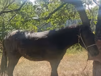 Адуу, French Trotter — 4 зураг