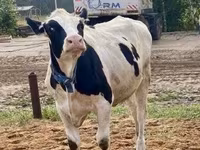 Cow, Holstein breed — photo 5