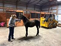 公马, Rocky Mountain Horse — 照片 6